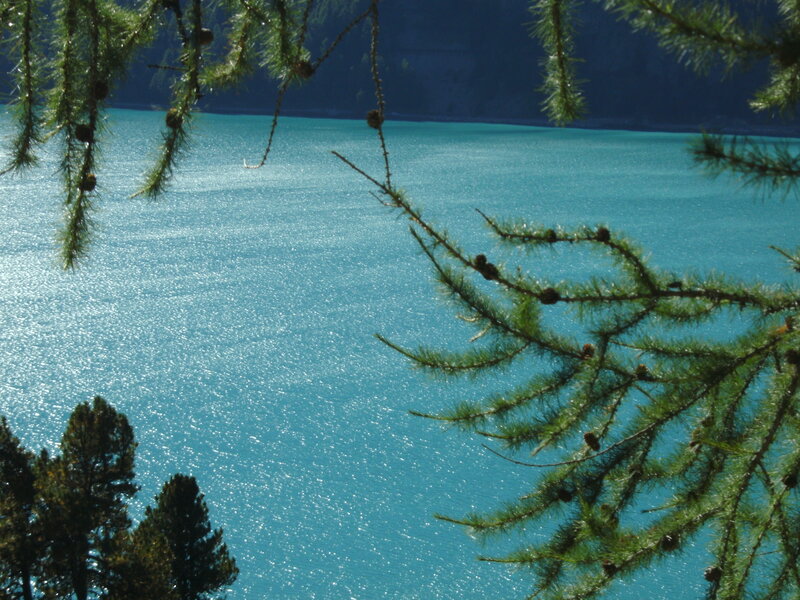 Pine Branches over Lake — Blue, Serene