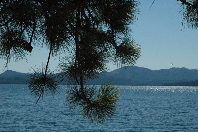 Pine Branches over Lake — Blue