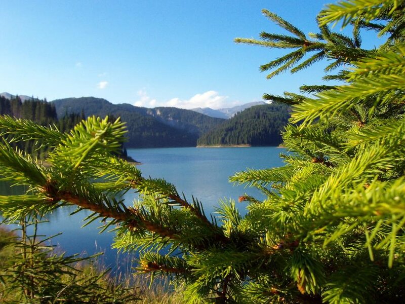 Pine Branches over Lake