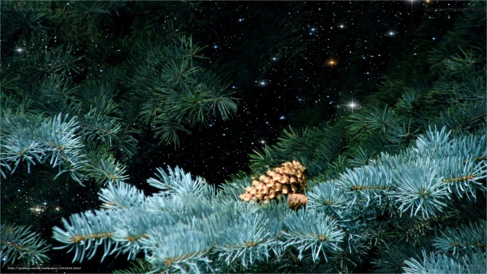 pine branches under stars