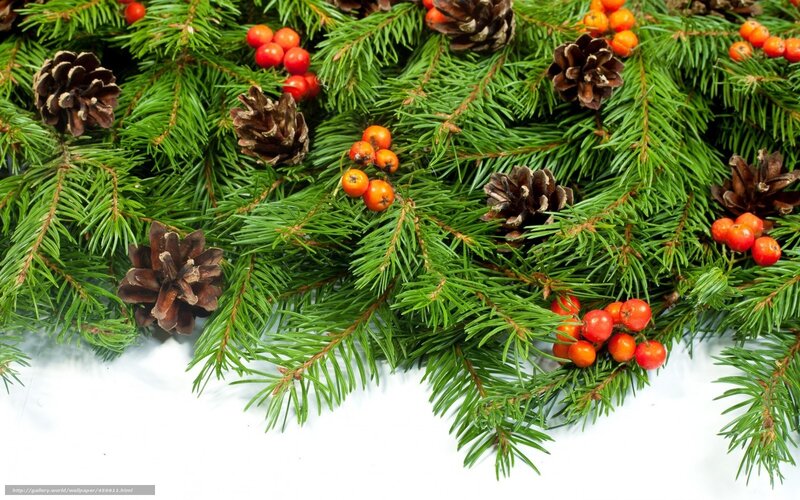 pine branches with berries and cones