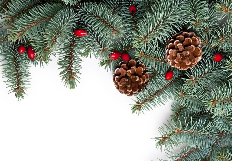 Pine Branches with Berries — Green, Festive, Winter