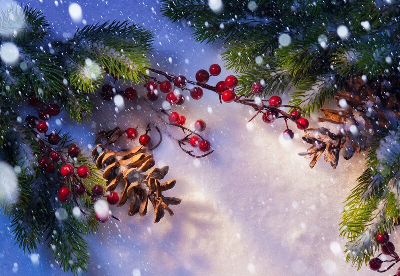 Pine Branches with Berries — Green, Peaceful