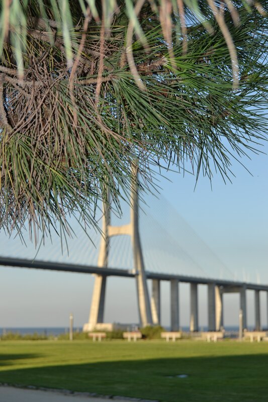 Pine branches with bridge in background