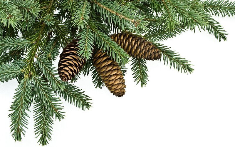 pine branches with cones