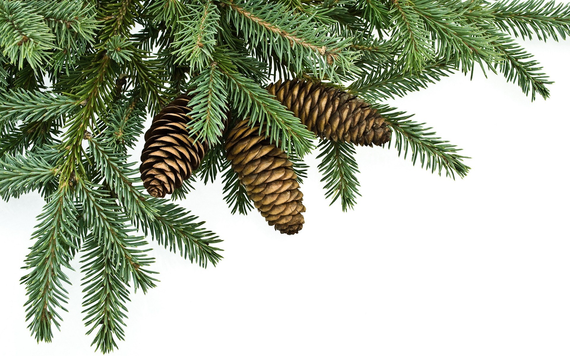 pine branches with cones