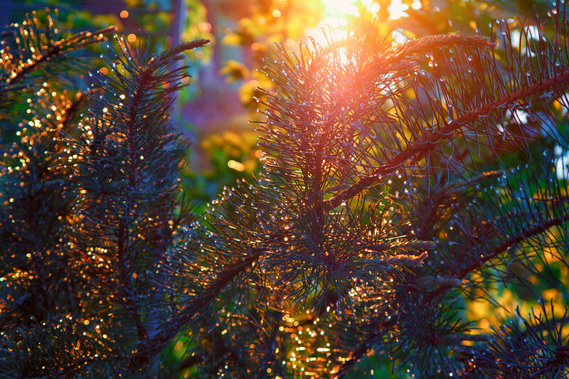 Pine Branches with Dew
