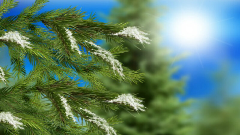 Pine Branches with Frost