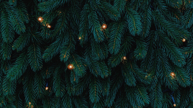 Pine Branches with Lights — Green, Calm