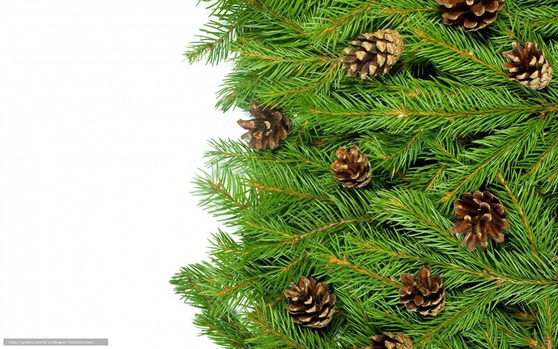 pine branches with pinecones