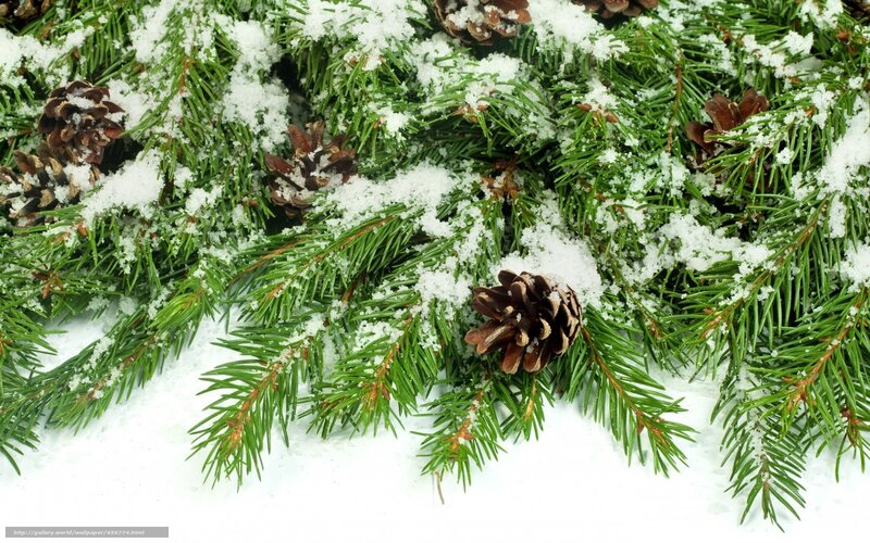 Pine Branches with Snow — Green, Calm