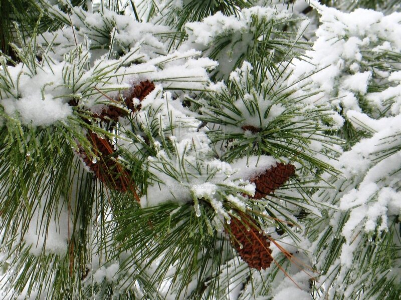 Pine Branches with Snow — Green