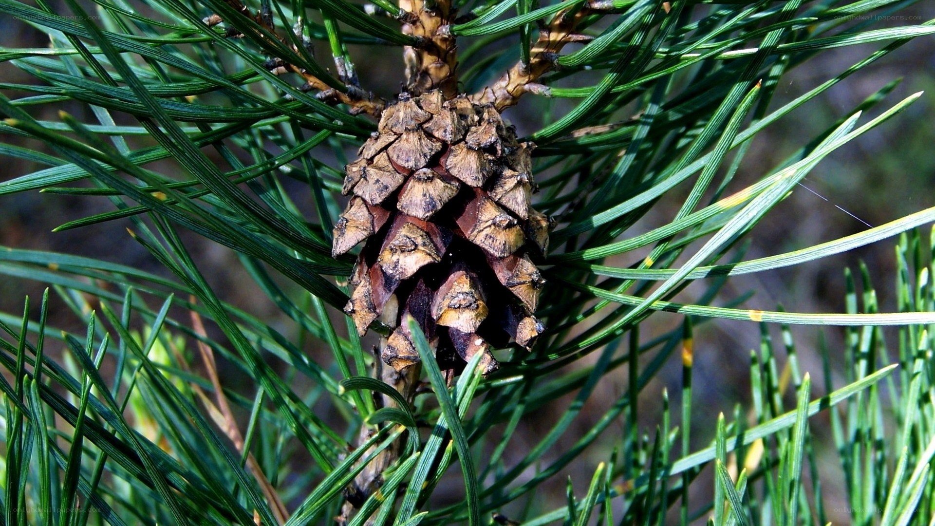 Pine cone among green needles