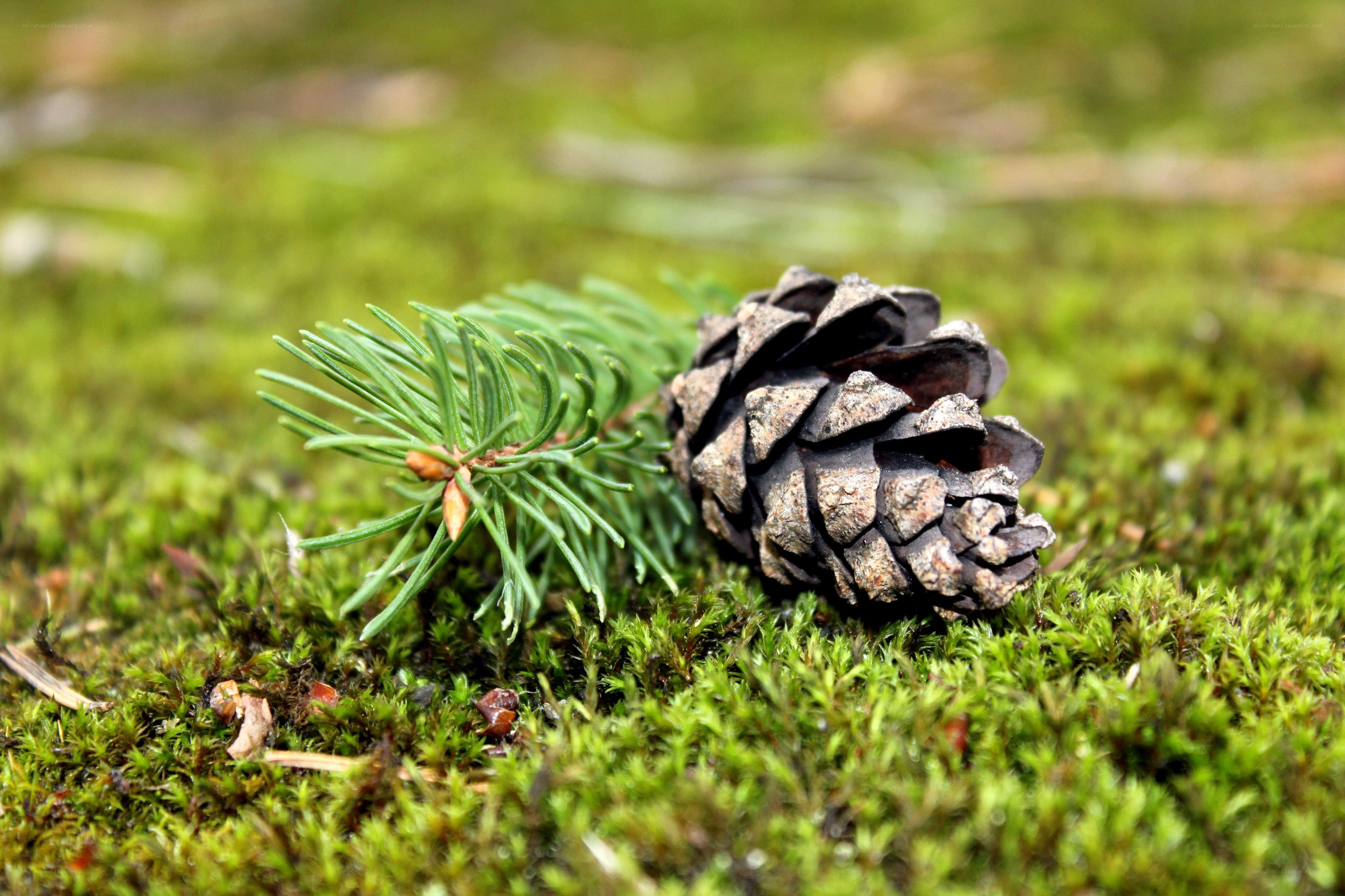 Pine cone and branch on moss