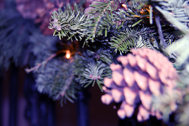 Pine Cone and Branches