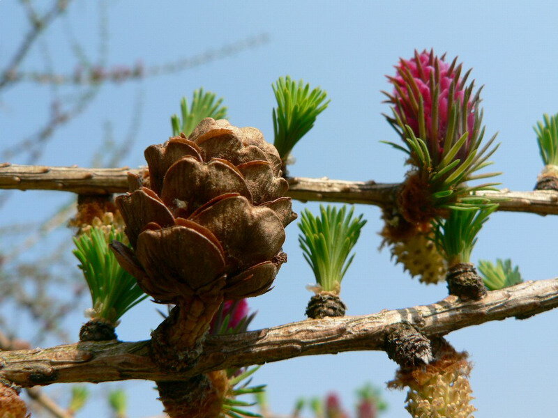Pine Cone and Buds