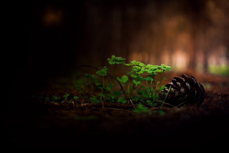 Pine Cone and Green Plants