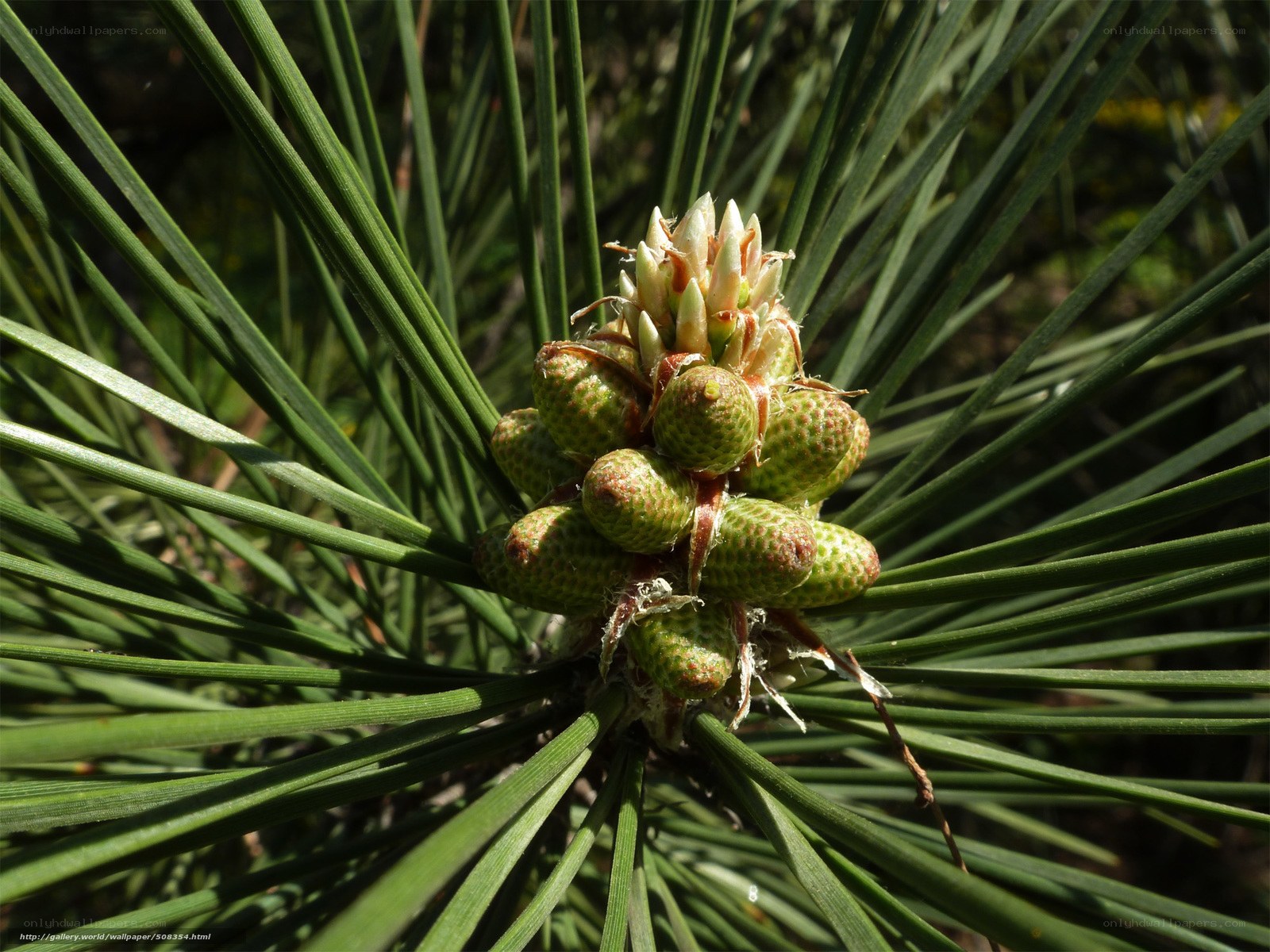 Pine cone and needles