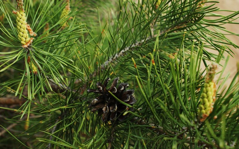 Pine cone and needles close-up