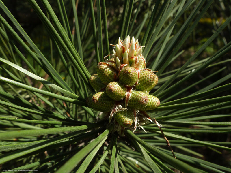Pine Cone and Needles — Green, Natural, Afternoon