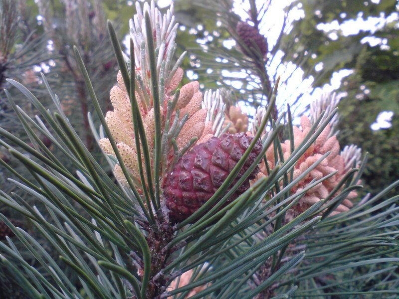 Pine Cone and Needles — Green, Natural, Spring