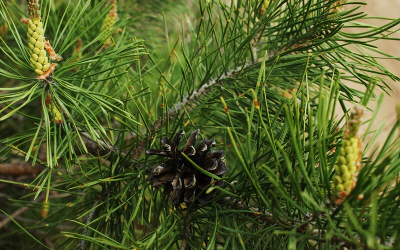 Pine Cone and Needles — Green, Natural