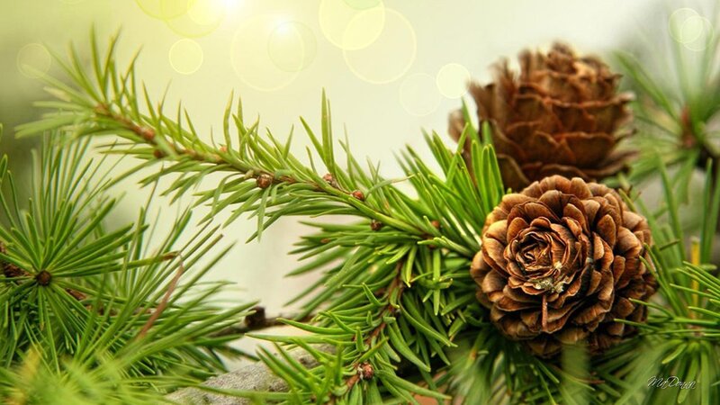 Pine Cone and Needles — Green, Serene