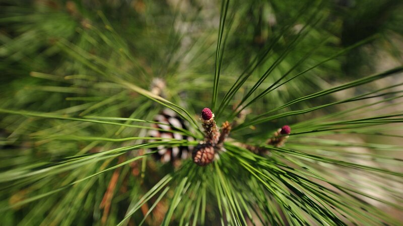 Pine Cone and Needles — Green