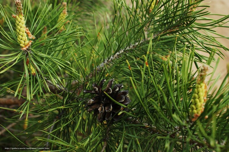Pine cone and needles
