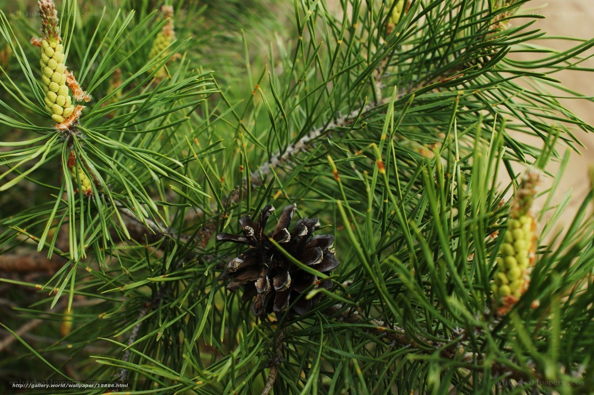 Pine cone and needles