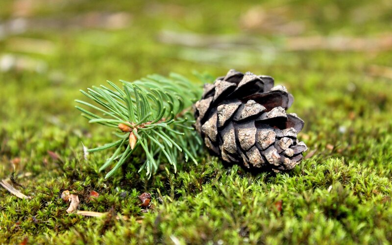 Pine cone and sprig on moss