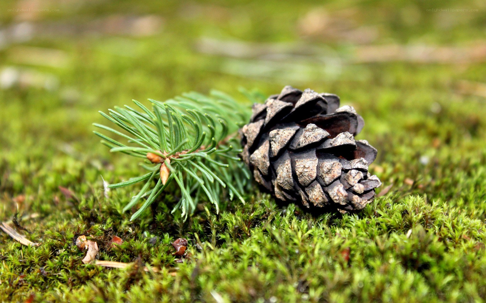 Pine cone and sprig on moss