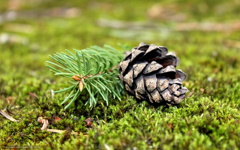 Pine Cone and Sprig