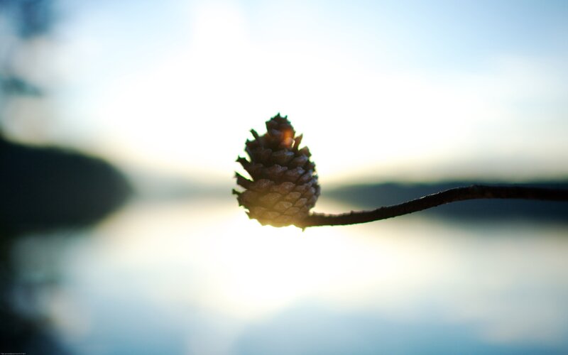 Pine cone at sunset