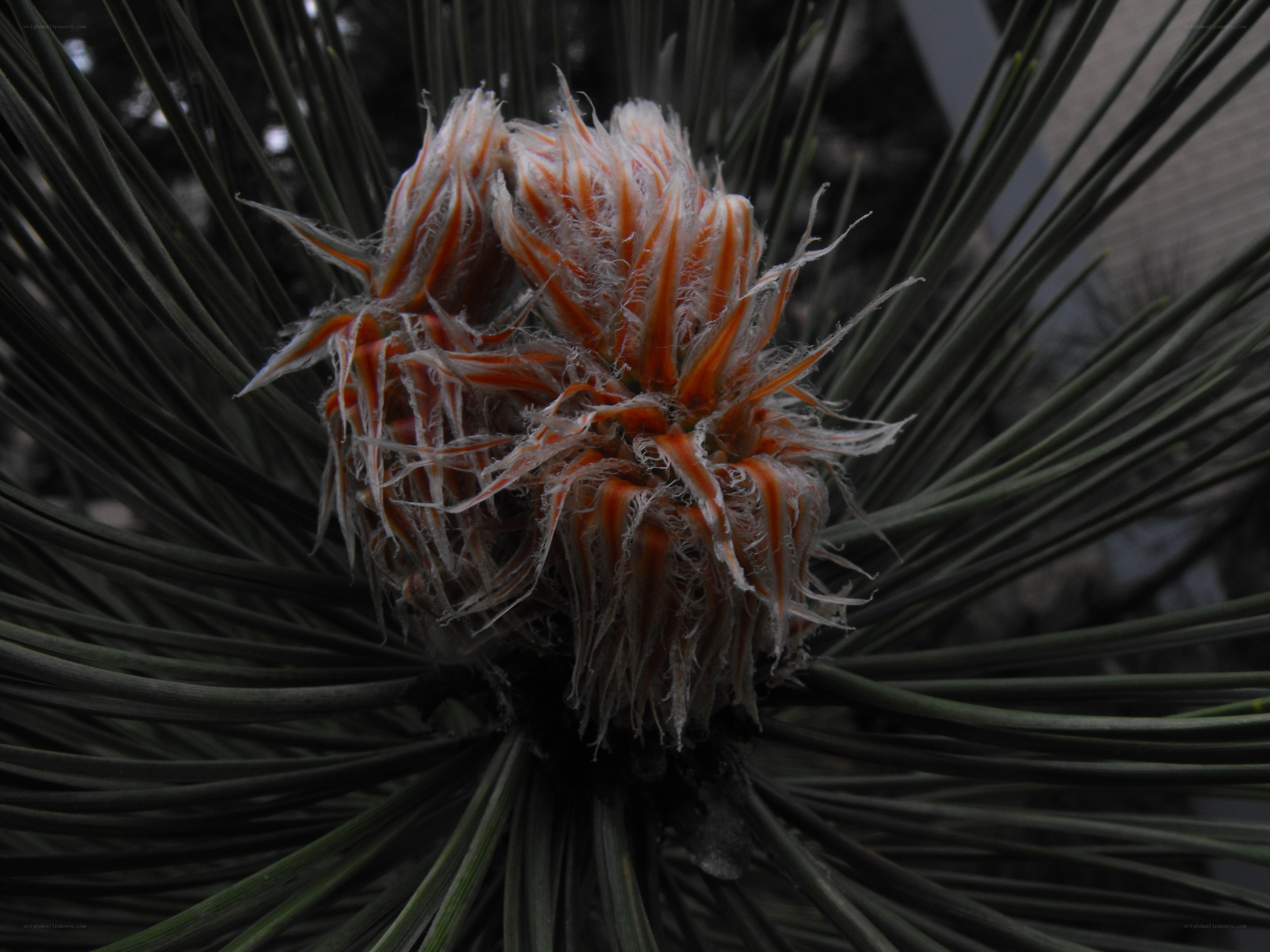 pine cone bud close-up