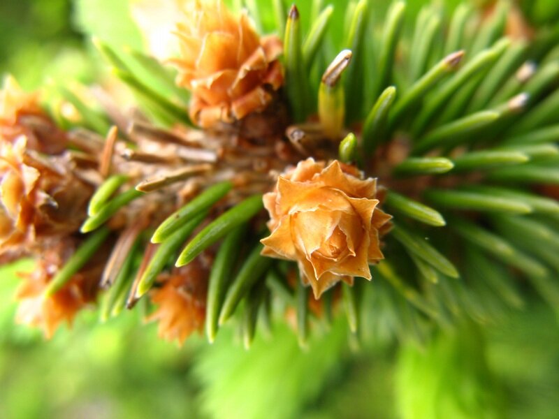 Pine Cone Buds