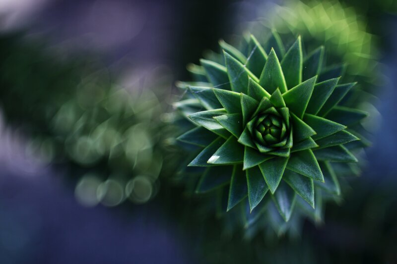 Pine Cone Close-up — Green