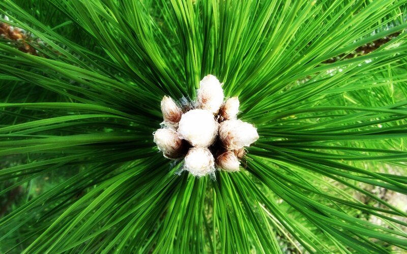 Pine Cone Cluster