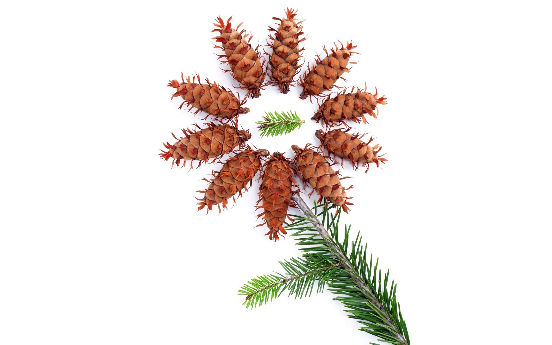 pine cone flower arrangement