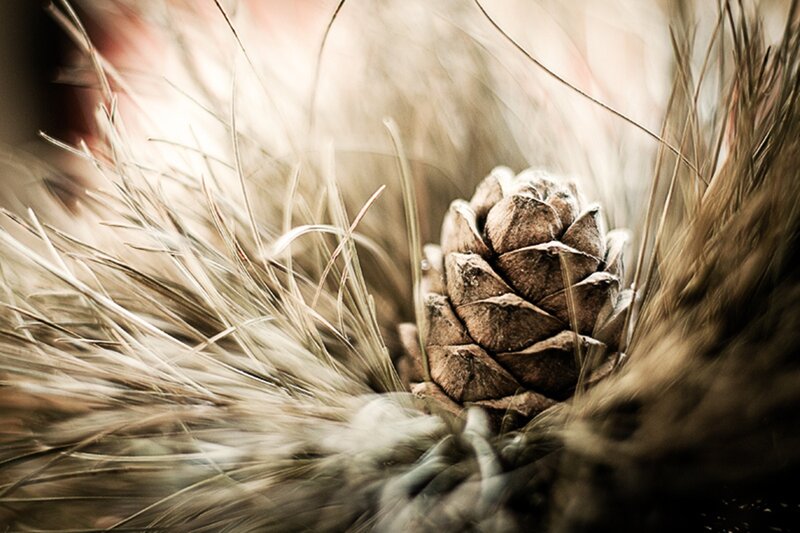 Pine Cone in Grass — Brown