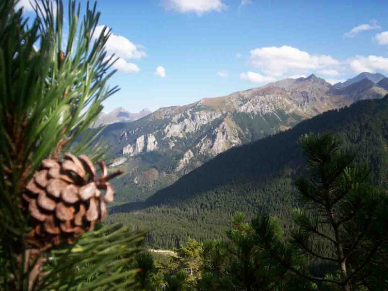 Pine Cone in Mountain View