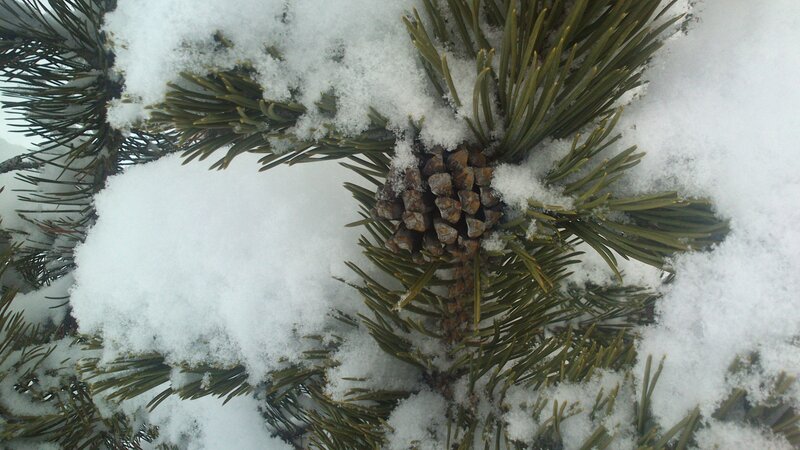 Pine Cone in Snow — White, Calm