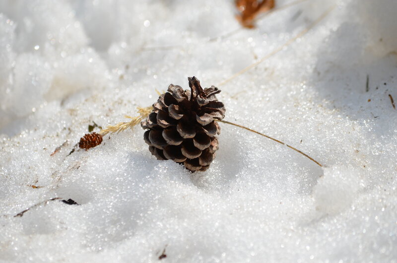Pine Cone in Snow — White