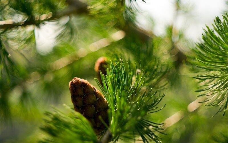 Pine cone in sunlight