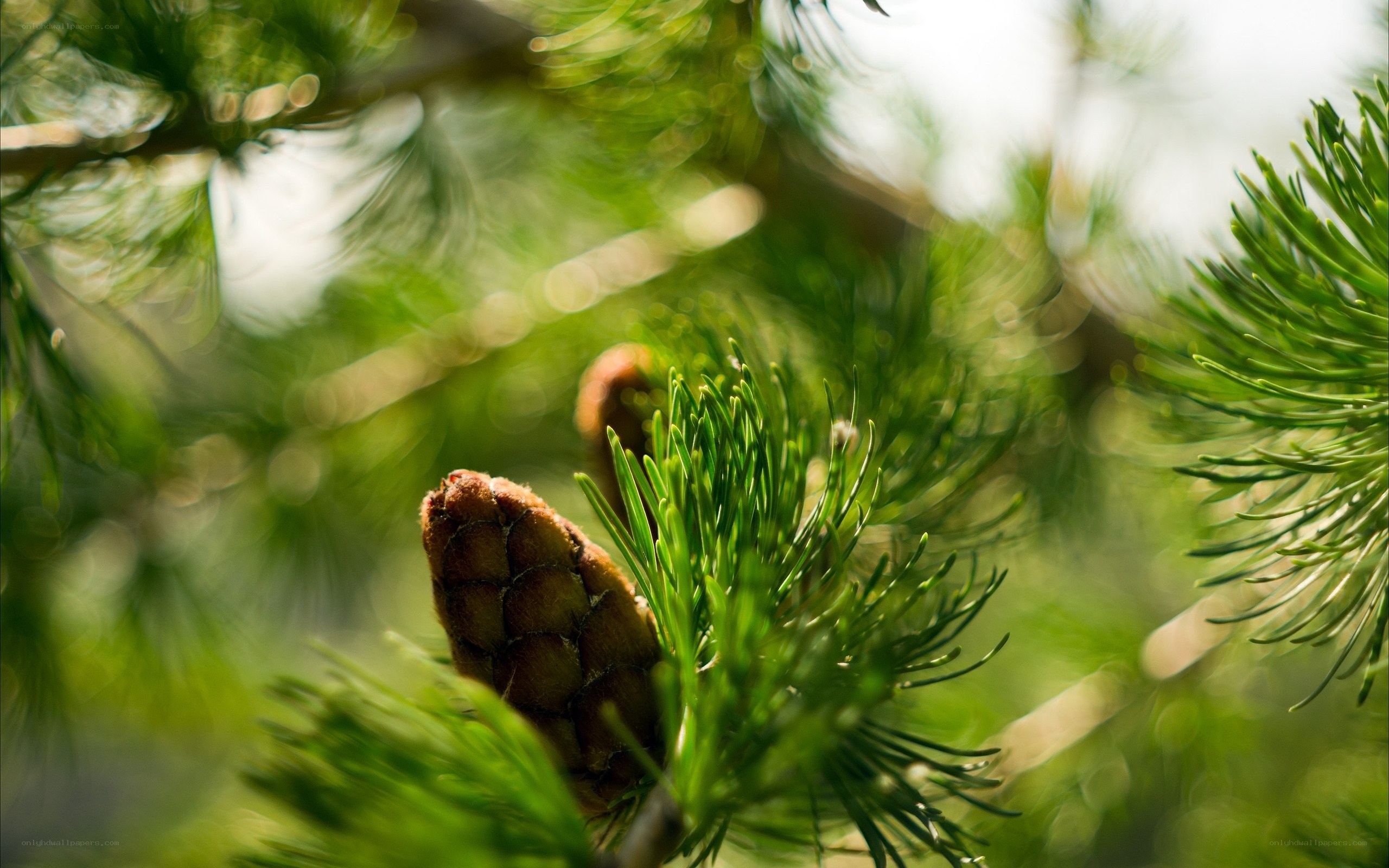 Pine cone in sunlight