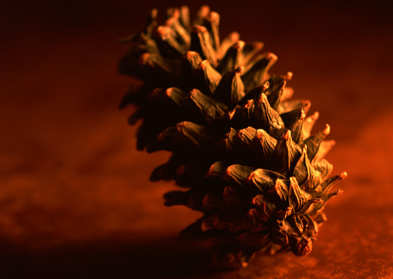 Pine cone in warm light