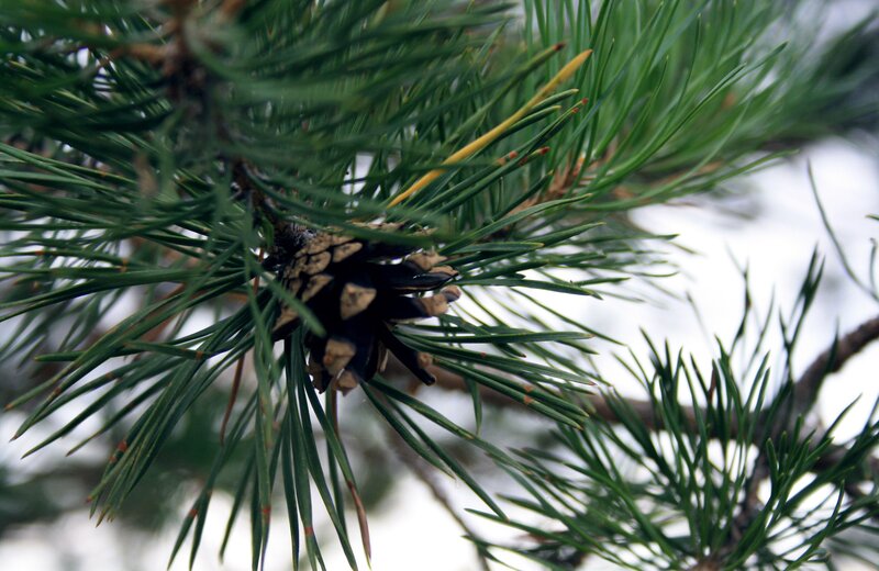 Pine cone on a branch
