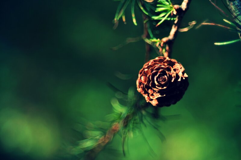 Pine cone on a branch