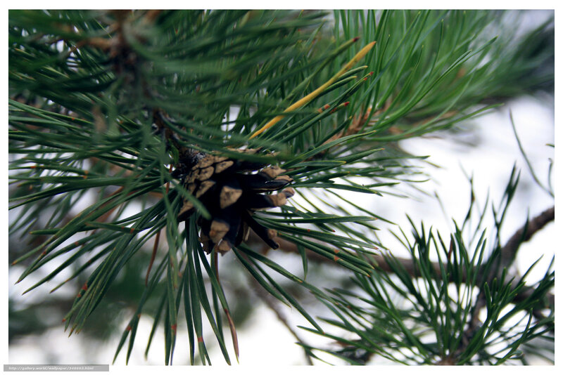 Pine cone on a branch