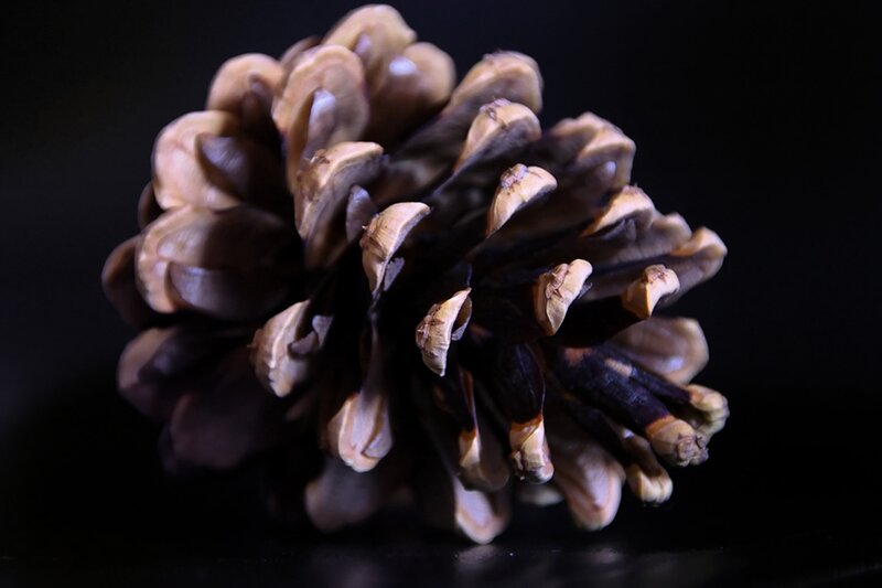 Pine Cone on Black Surface